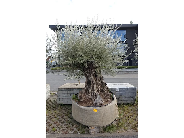 Olea europea bonsi draadkluit - afbeelding 1 van  2