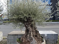 Olea europea bonsi draadkluit - afbeelding 1 van  2