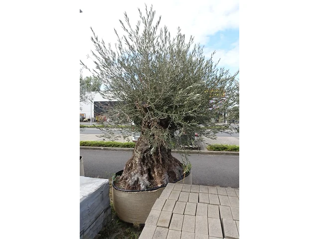 Olea europea bonsi draadkluit - afbeelding 2 van  2