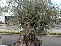 Olea europea bonsi draadkluit - afbeelding 2 van  2