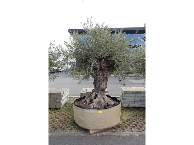 Olea europea bonsi draadkluit - afbeelding 1 van  2