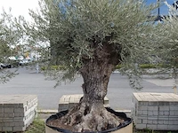 Olea europea bonsi draadkluit - afbeelding 1 van  2