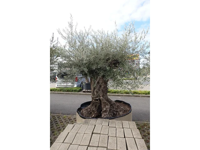 Olea europea bonsi draadkluit - afbeelding 2 van  2