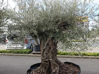 Olea europea bonsi draadkluit - afbeelding 2 van  2