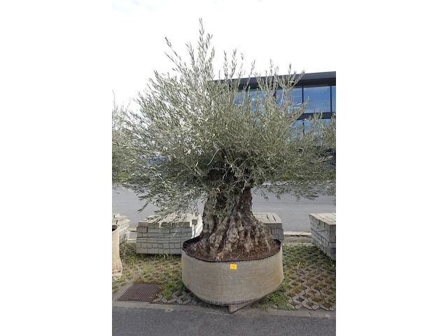 Olea europea bonsi draadkluit - afbeelding 1 van  2