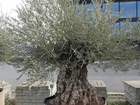 Olea europea bonsi draadkluit - afbeelding 1 van  2