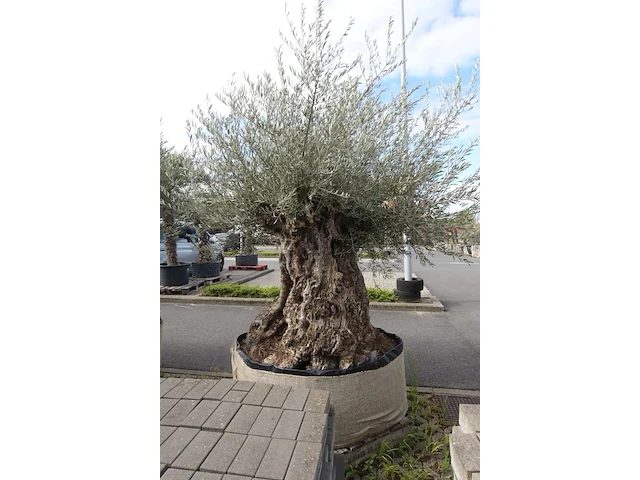 Olea europea bonsi draadkluit - afbeelding 2 van  2