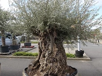 Olea europea bonsi draadkluit - afbeelding 2 van  2