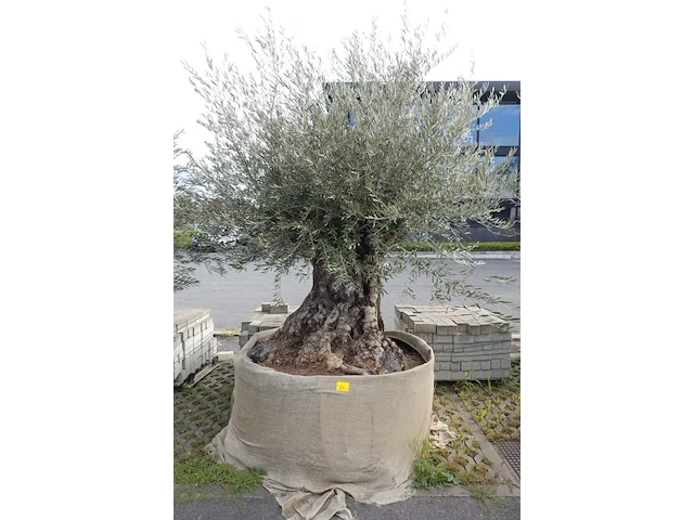 Olea europea bonsi draadkluit - afbeelding 1 van  2