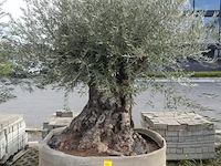 Olea europea bonsi draadkluit - afbeelding 1 van  2