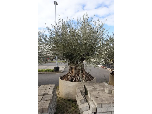 Olea europea bonsi draadkluit - afbeelding 2 van  2
