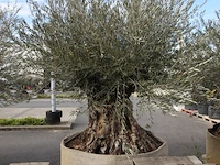 Olea europea bonsi draadkluit - afbeelding 2 van  2