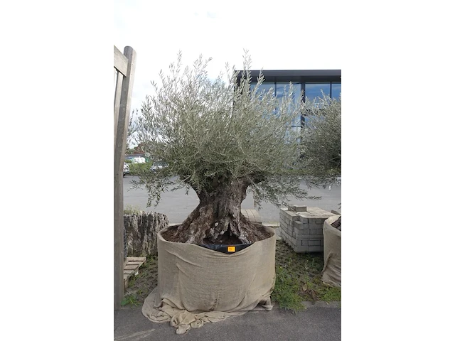 Olea europea bonsi draadkluit - afbeelding 1 van  2