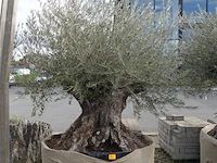 Olea europea bonsi draadkluit - afbeelding 1 van  2