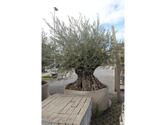 Olea europea bonsi draadkluit - afbeelding 2 van  2