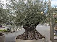 Olea europea bonsi draadkluit - afbeelding 2 van  2
