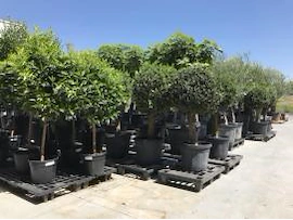 Olijfbomen, citrus en vijgenbomen