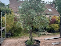 Olijfbomen - afbeelding 1 van  2