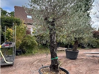Olijfbomen - afbeelding 1 van  2