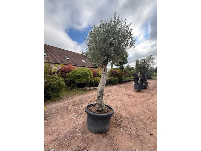 Olijfbomen - afbeelding 1 van  2