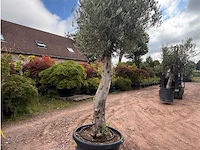 Olijfbomen - afbeelding 1 van  2