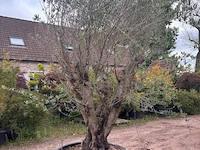 Olijfbomen - afbeelding 2 van  2