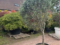 Olijfbomen - afbeelding 2 van  2