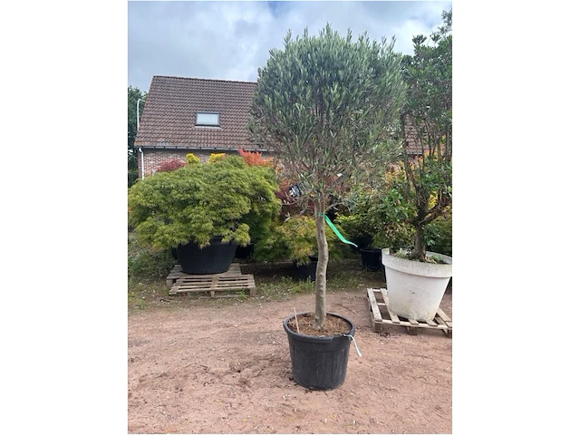 Olijfbomen - afbeelding 2 van  2