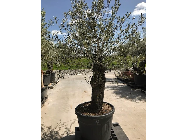 Olijfboom - olea europaea 'bonsai' - afbeelding 1 van  1