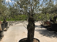 Olijfboom - olea europaea 'bonsai' - afbeelding 1 van  1