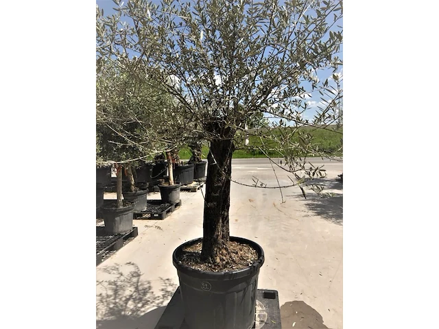 Olijfboom - olea europaea 'bonsai' - afbeelding 1 van  1