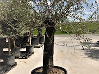 Olijfboom - olea europaea 'bonsai' - afbeelding 1 van  1