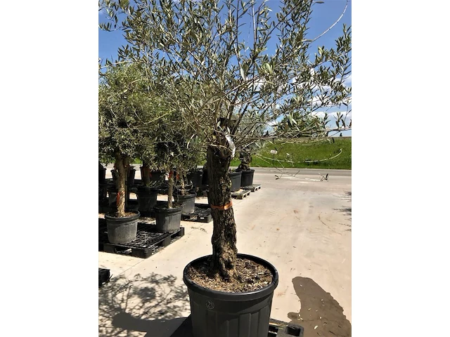 Olijfboom - olea europaea 'bonsai' - afbeelding 1 van  1