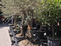 Olijfboom - olea europaea 'bonsai' - afbeelding 1 van  1