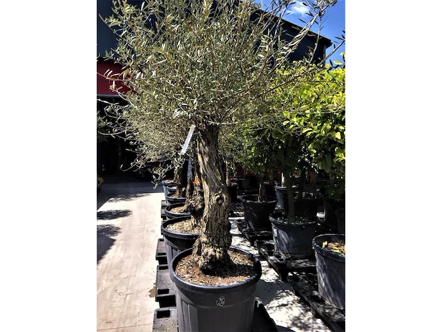 Olijfboom - olea europaea 'bonsai' - afbeelding 1 van  1