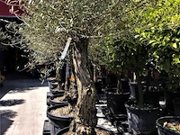 Olijfboom - olea europaea 'bonsai' - afbeelding 1 van  1