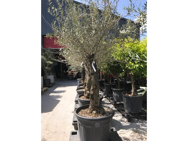 Olijfboom - olea europaea 'bonsai' - afbeelding 1 van  1