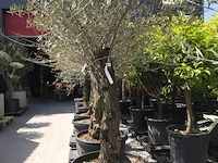 Olijfboom - olea europaea 'bonsai' - afbeelding 1 van  1