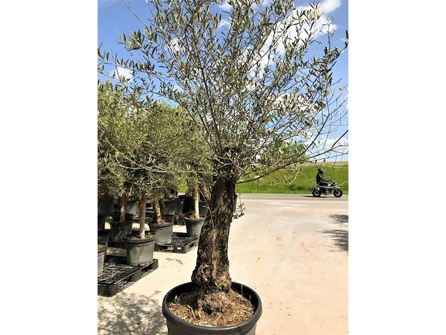 Olijfboom - olea europaea 'bonsai' - afbeelding 1 van  1