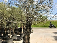 Olijfboom - olea europaea 'bonsai' - afbeelding 1 van  1