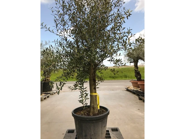 Olijfboom - olea europaea 'joven' - afbeelding 1 van  1