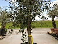 Olijfboom - olea europaea 'joven' - afbeelding 1 van  1