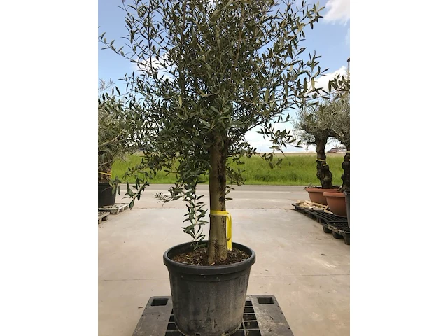 Olijfboom - olea europaea 'joven' - afbeelding 1 van  1