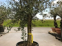 Olijfboom - olea europaea 'joven' - afbeelding 1 van  1