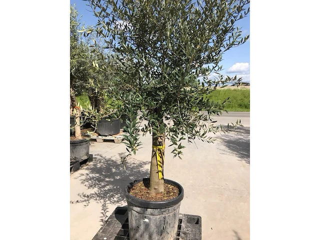 Olijfboom - olea europaea 'joven' - afbeelding 1 van  1