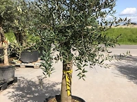 Olijfboom - olea europaea 'joven' - afbeelding 1 van  1