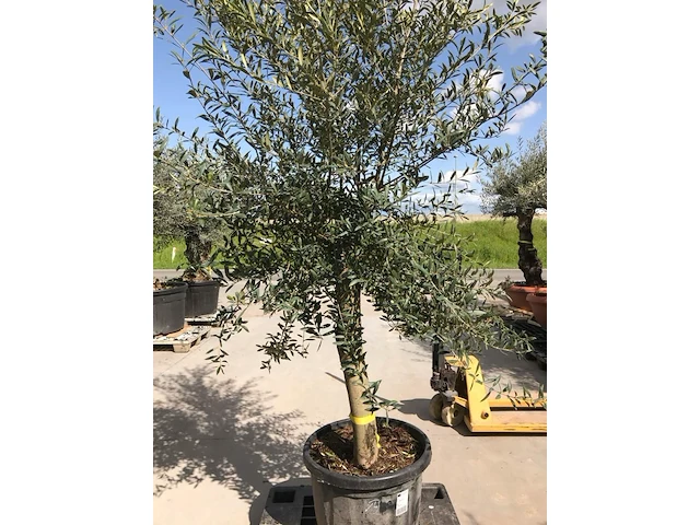 Olijfboom - olea europaea 'joven' - afbeelding 1 van  1