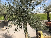 Olijfboom - olea europaea 'joven' - afbeelding 1 van  1