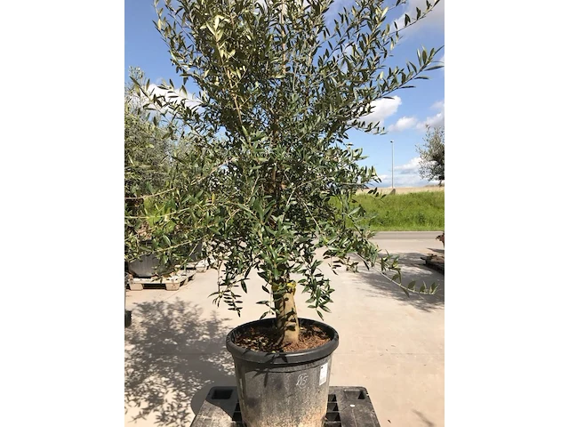 Olijfboom - olea europaea 'joven' - afbeelding 1 van  1