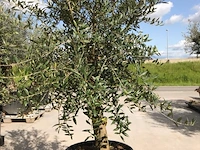 Olijfboom - olea europaea 'joven' - afbeelding 1 van  1
